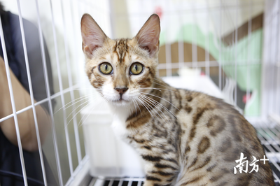 萌寵盛宴 深圳國際寵物展今日火熱開幕，全方位寵物服務點亮愛寵生活