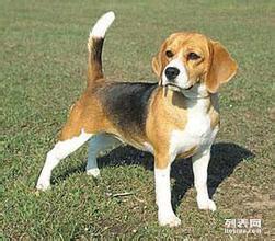 白廣路長期提供養(yǎng)老服務、托管終身寄養(yǎng)與寵物接送 北京寵物服務與互聯(lián)網(wǎng)數(shù)據(jù)服務的融合新篇章