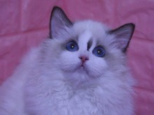 北京布偶貓繁育與互聯(lián)網(wǎng)數(shù)據(jù)服務 現(xiàn)代寵物業(yè)的雙向融合